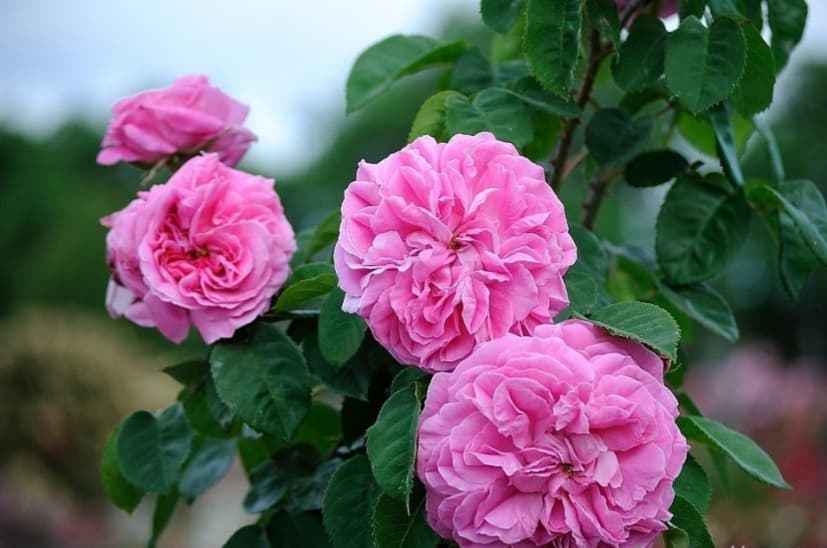 تصویر 3 از گل محمدی بوته ای تازه با عطر طبیعی و ماندگاری بالا